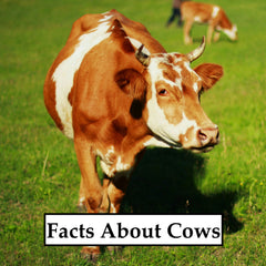 cow