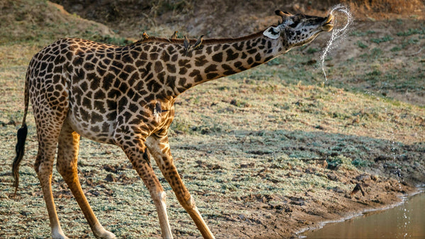 giraffe