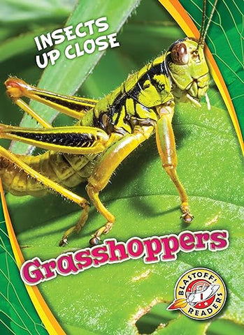 insects up close grasshoppers