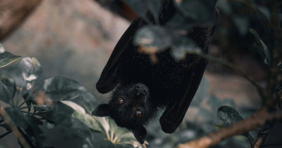 bat hanging