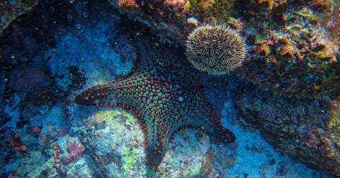 starfish