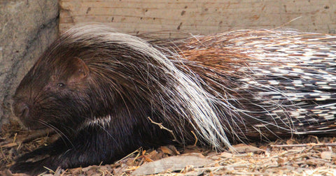 porcupine