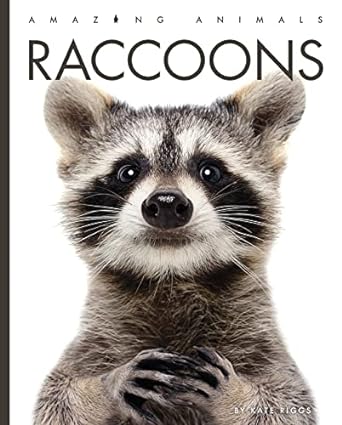 amazing animals raccoons