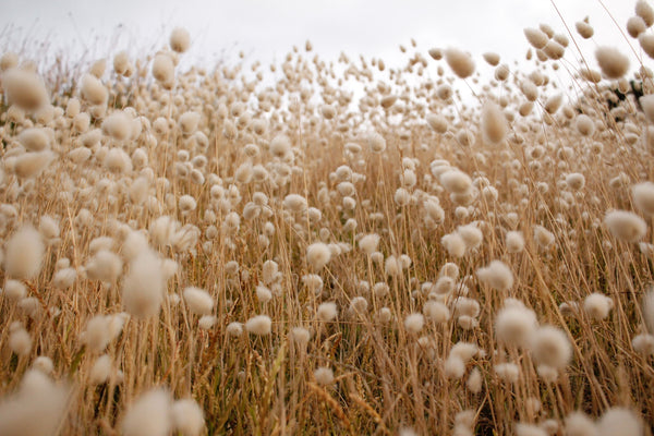 An image of cotton in a field