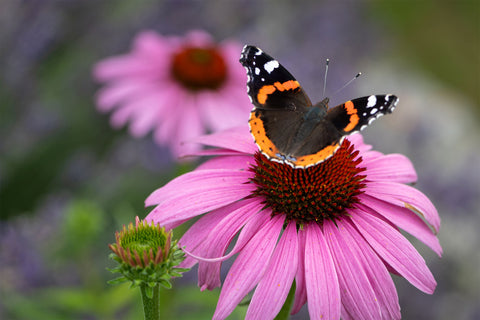 Purple cone flower with colorful butterfly 