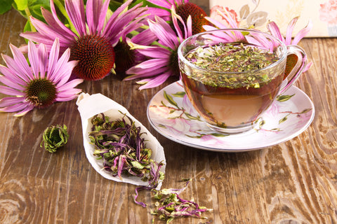 Echinacea herbs and tea with purple cone flower