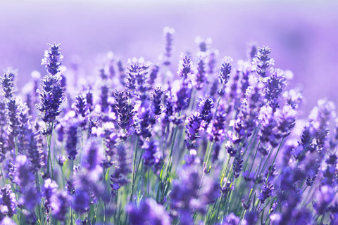 field of lavender flowers in bright sunlight