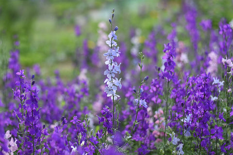 field of purple lobelia flowers