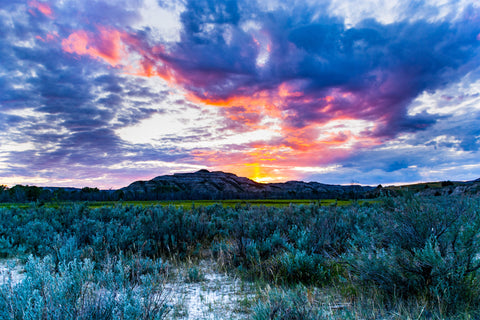 growing white sage in foreground and mountains and sunset in the background