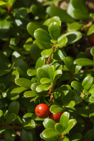 Close up picture of red Uva Ursi berry with green leaves in the background