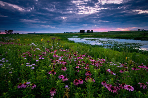 prairie flowers in the foreground with water and clouds in the background during dusk