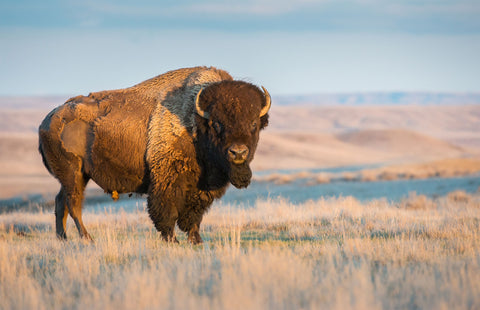 large powerful buffalo in full view with open prairie in the background