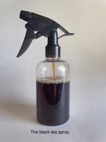 A spray bottle containing a strong brew of black tea.