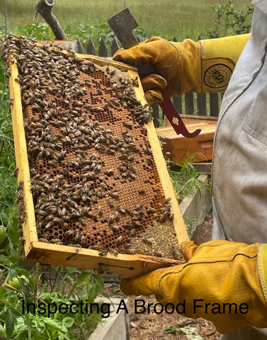 Inspecting a brood frame