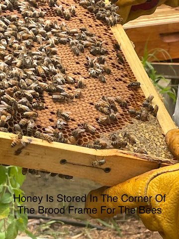 Honey is stored in the corner of the brood frame for the bees