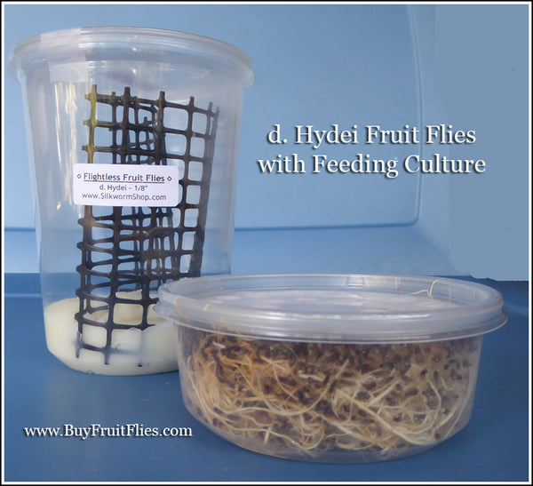 Fruit Flies 1/8'' Flightless - without Breeding Culture – The Fruit Fly Shop