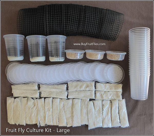 Fruit Fly Kit - Capture Red and Dark Eyed Fruit Flies — Insects Limited