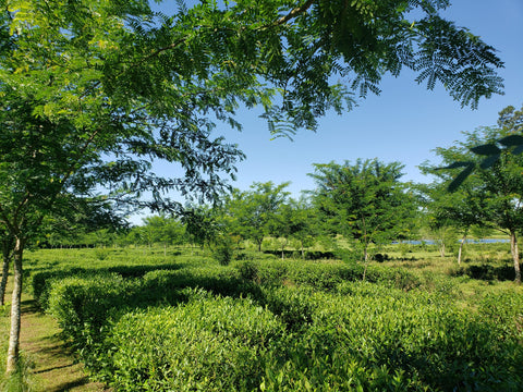 Tree over tea plants