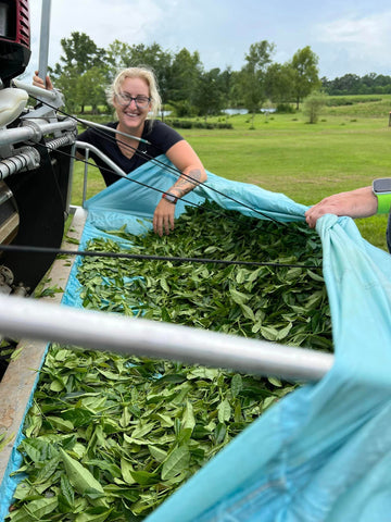 Harvested tea leaves