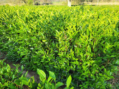 Tea plant without flowers