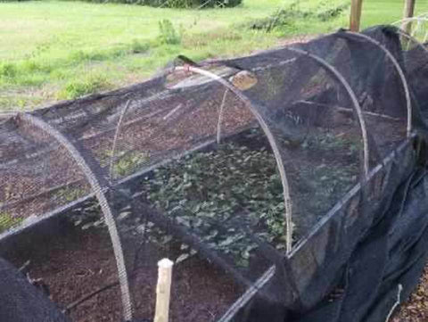 Shade cloth over young tea plant seedlings on the farm in Brookhaven, Mississippi