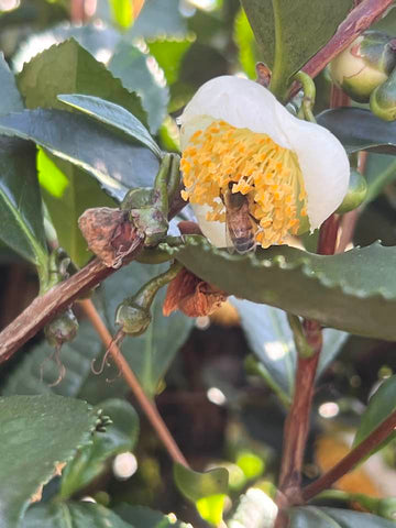 Tea Flower on a tea plant in Mississippi