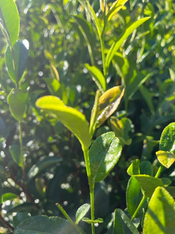 Tea Plant Plucking