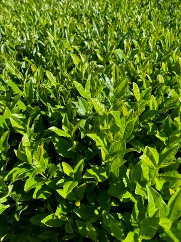 The Great Mississippi Tea Plants