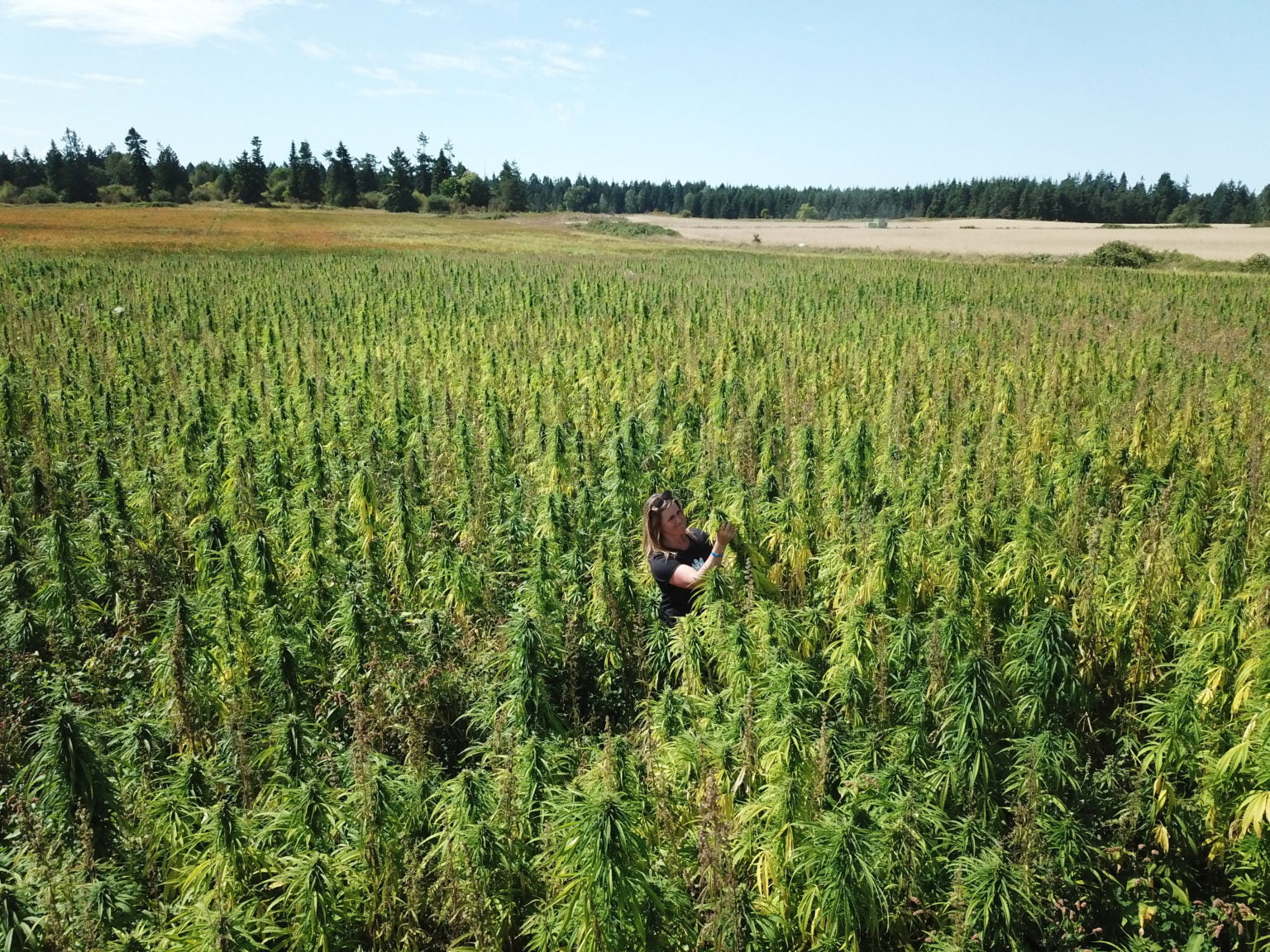 Organic hemp grain field in Sequim Washington