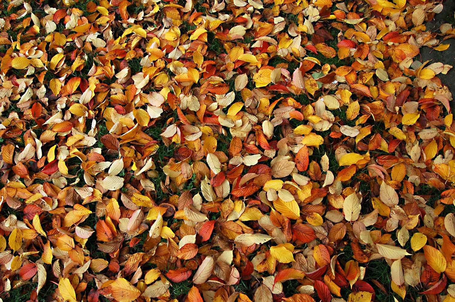 Fall Leaves