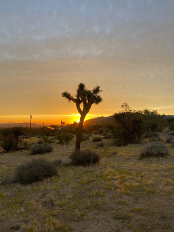 sunset in the Desert