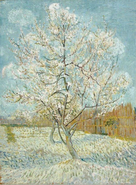 Peach Trees in Blossom