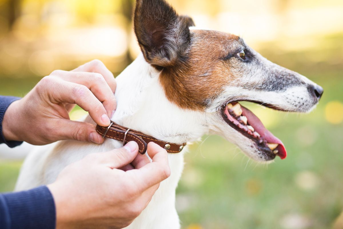Dog collars, leads and  car restraints