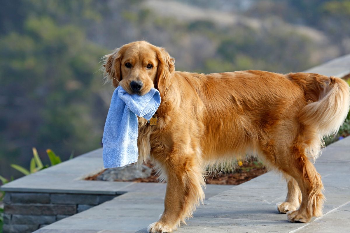Pet towels, Dog towels and shampoo