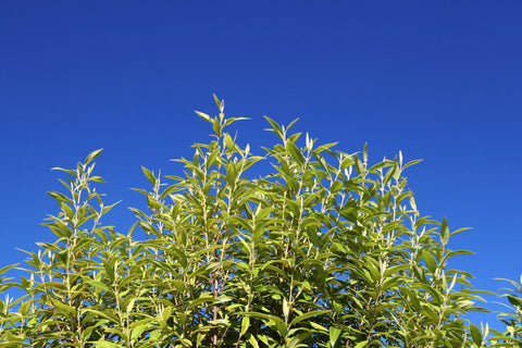 blue sky behind lemon myrtle leaves