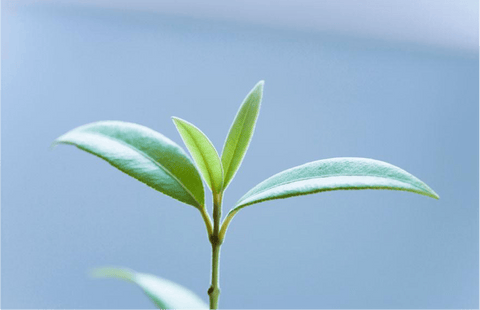 fresh green australian botanical leaf
