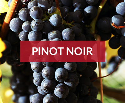 pinot