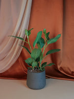 6" Ficus Audrey