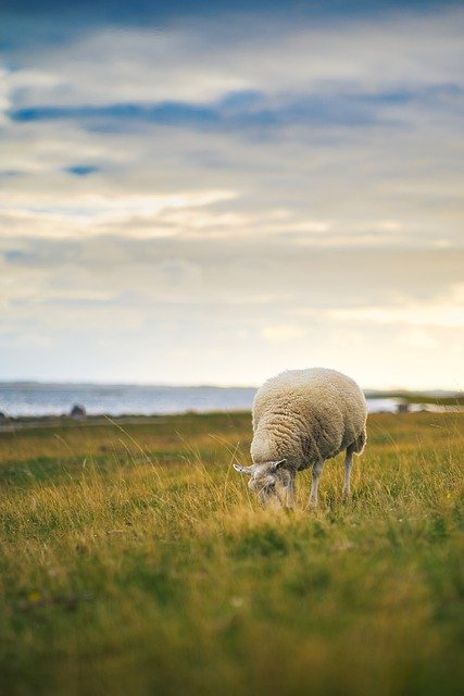 Glückliches Schaf