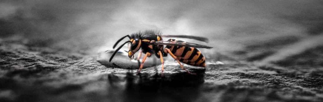 How to Get Rid of Wasps – Dr. Killigan's