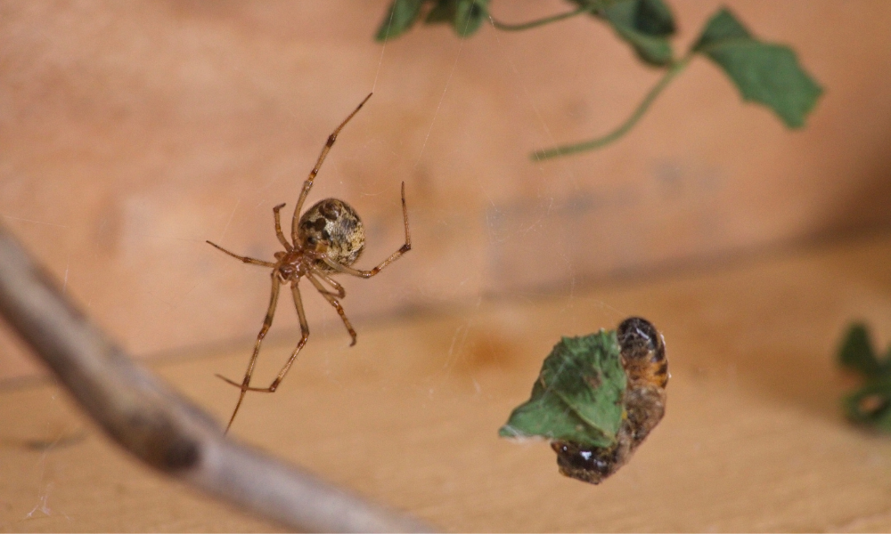 American-house-spiders