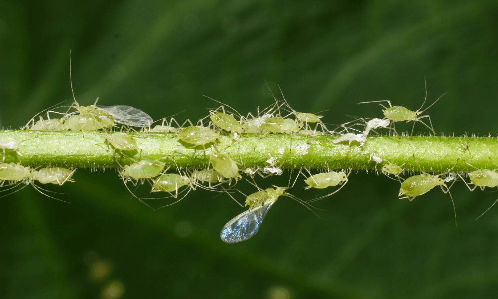 Aphid-wasp-larvae