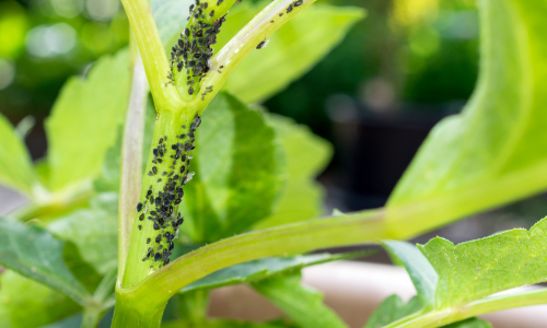 Aphids-on-plants