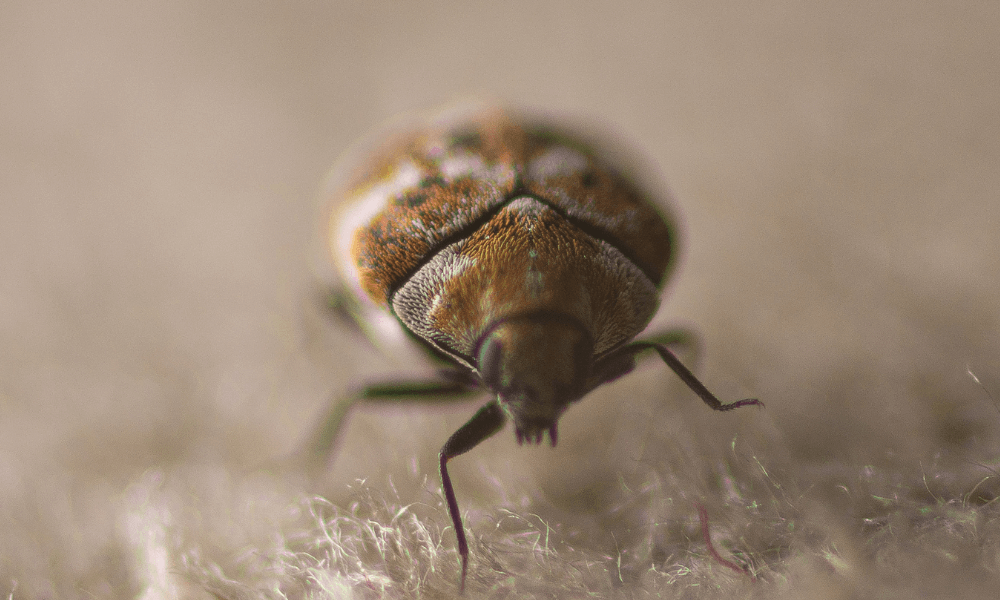 Are-carpet-beetles-harmful