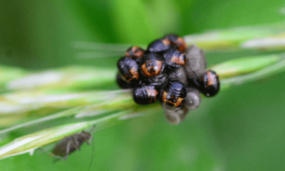 Baby-stink-bug