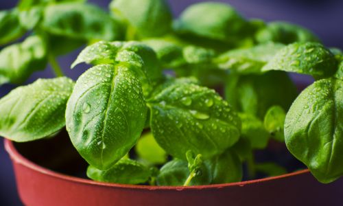 Basil in pot