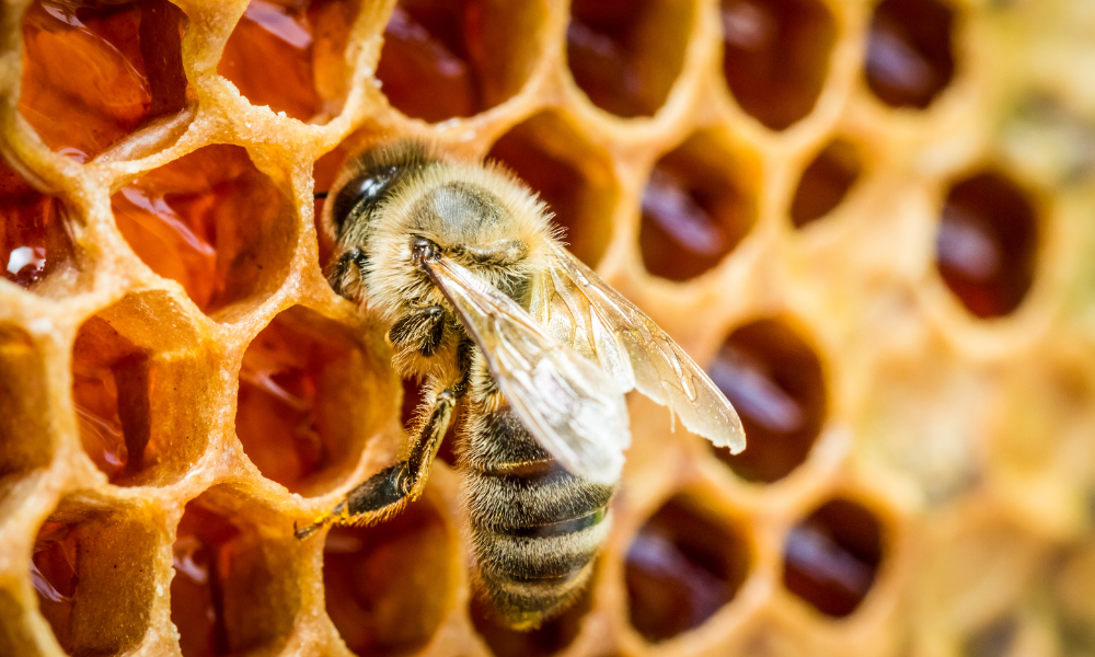 Bee-nest-photo