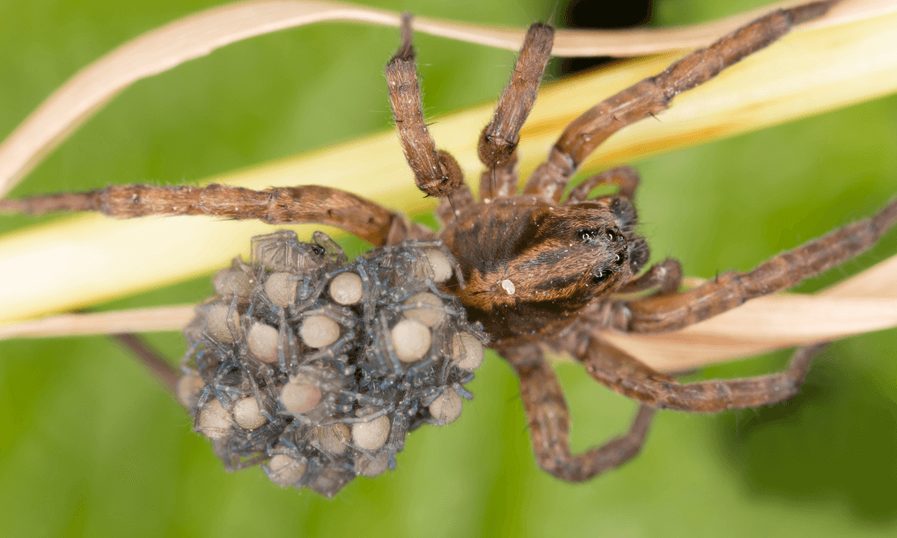 Black-spider-with-yellow-dots