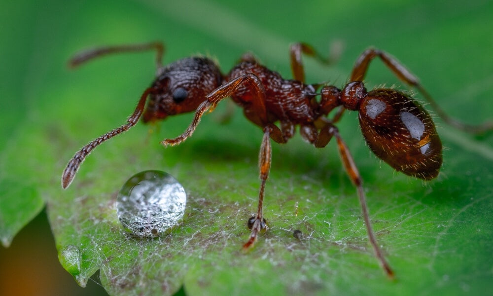 Tiny-red-ants-in-house