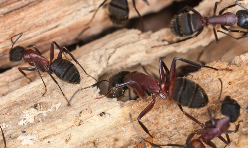 Carpenter-ant-damage-vs-termite-damage